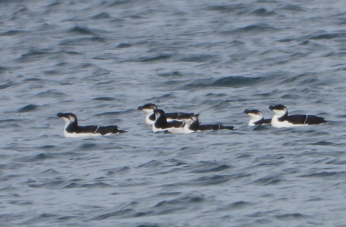 Razorbill - Sara Harris