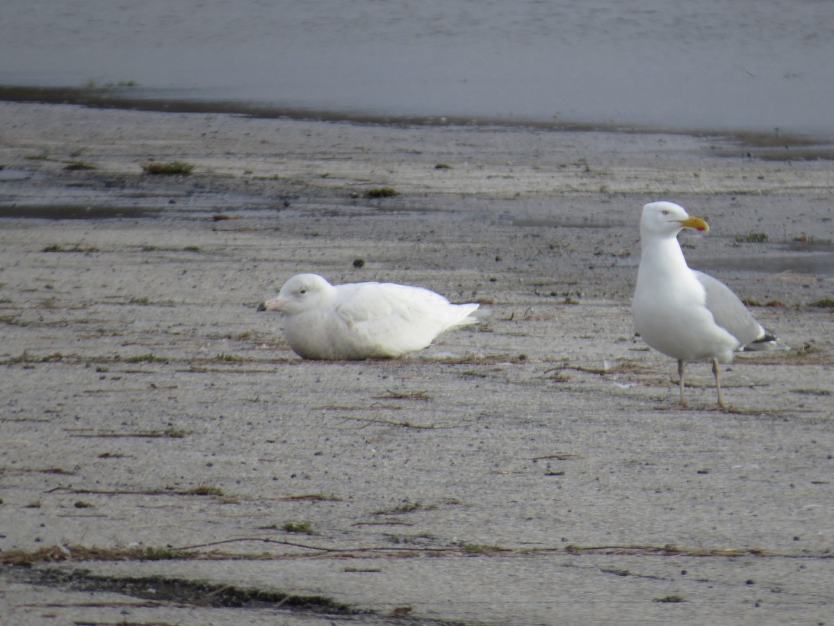 Glaucous Gull - ML53693861