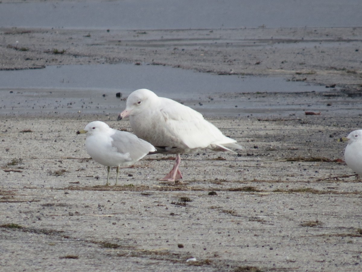 Glaucous Gull - Heydi Lopes