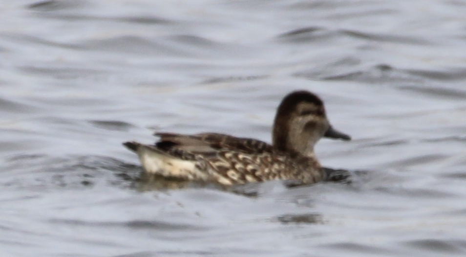 Blue-winged Teal - ML536938781