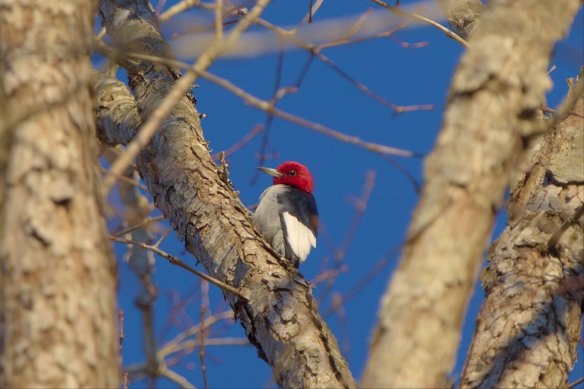 Red-headed Woodpecker - ML536938961