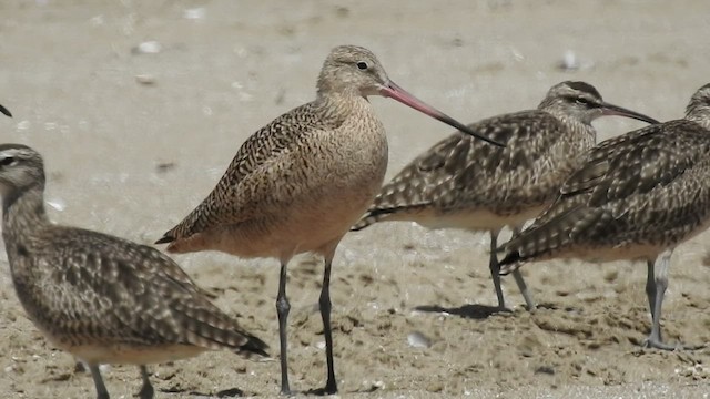 Marbled Godwit - ML536939301