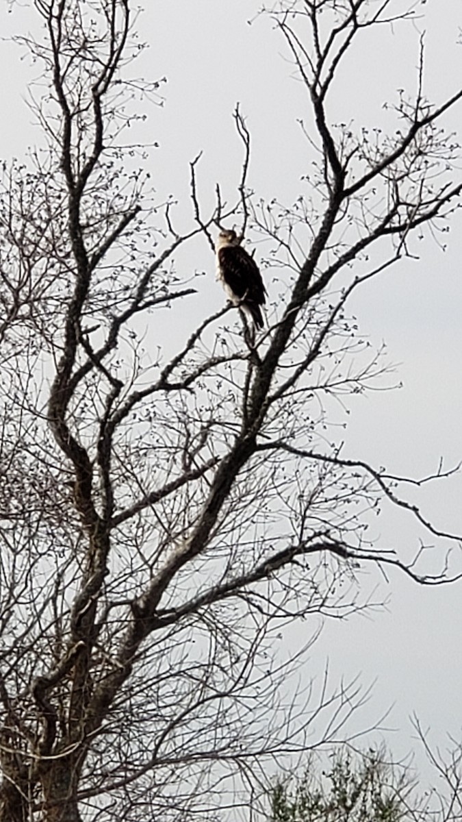 Ferruginous Hawk - ML536941051