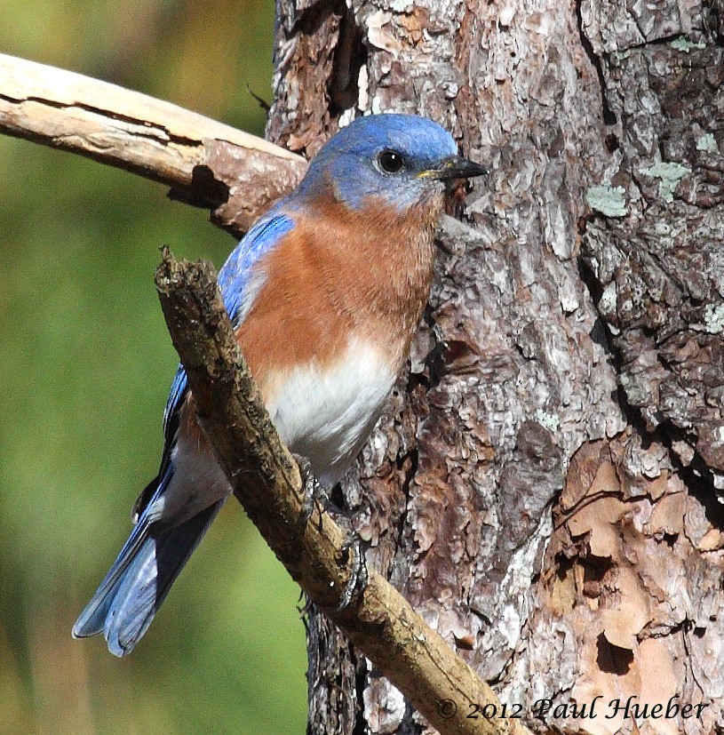 Eastern Bluebird - ML53694151