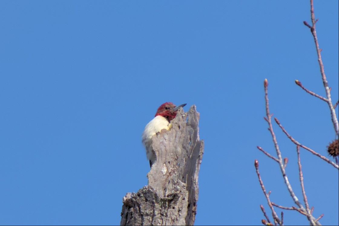 Red-headed Woodpecker - ML536942541