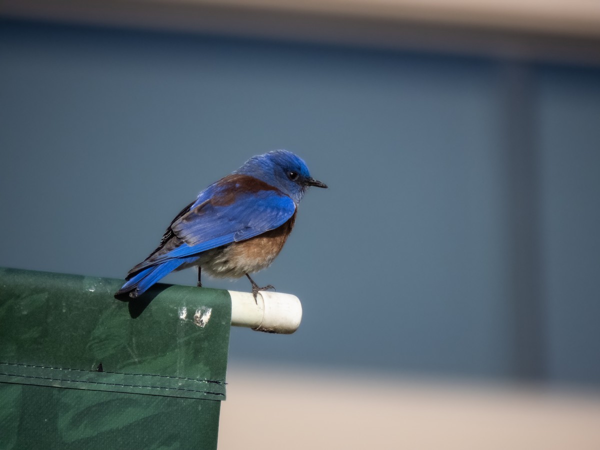 Western Bluebird - Trevor Leitz