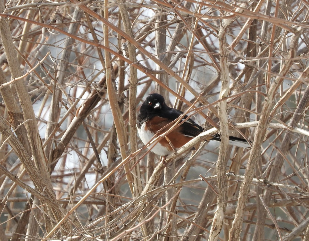 Eastern Towhee - Ruth Fogler