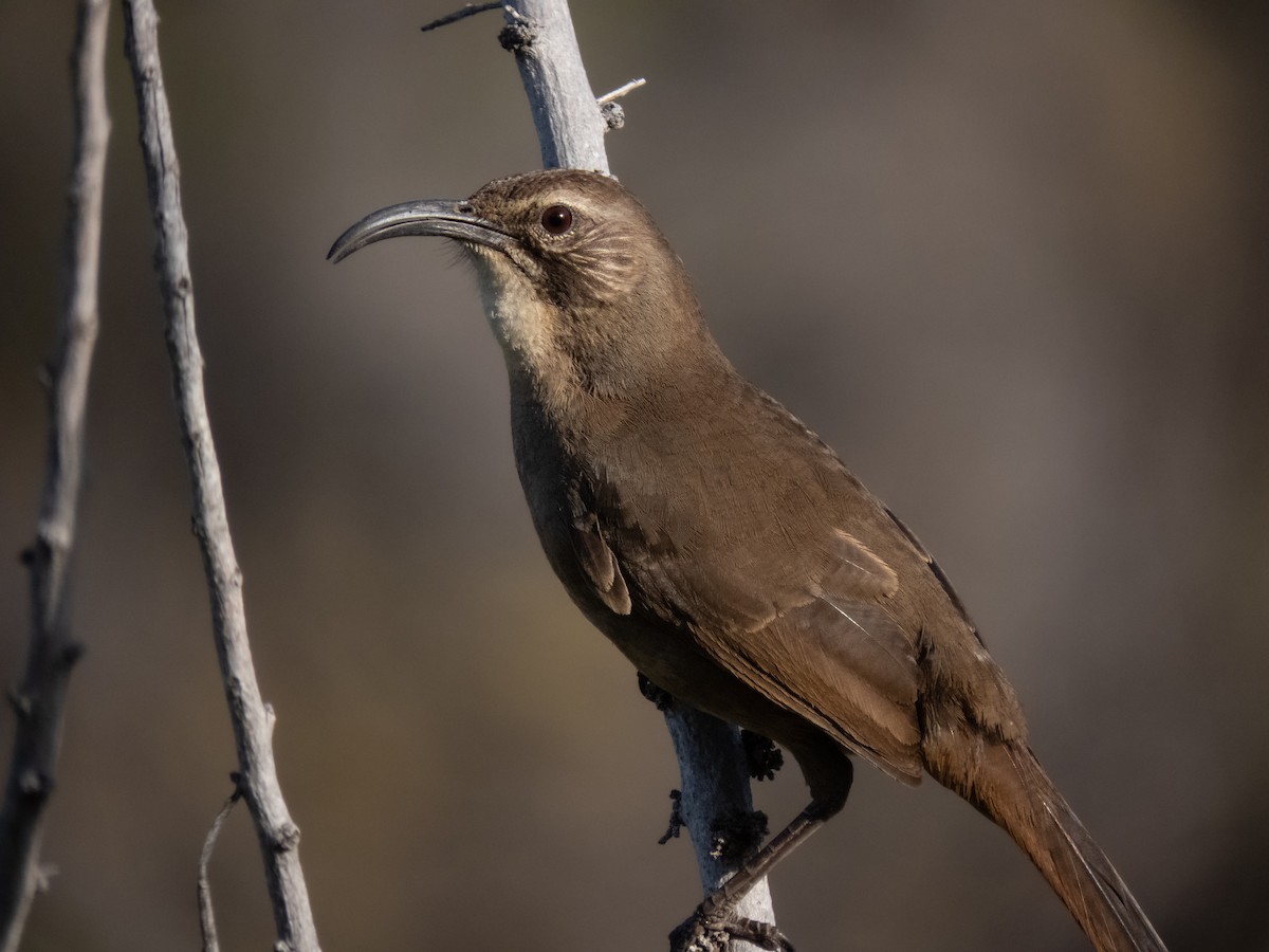 California Thrasher - ML536943911