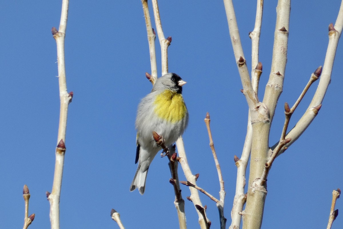 Lawrence's Goldfinch - ML536944871
