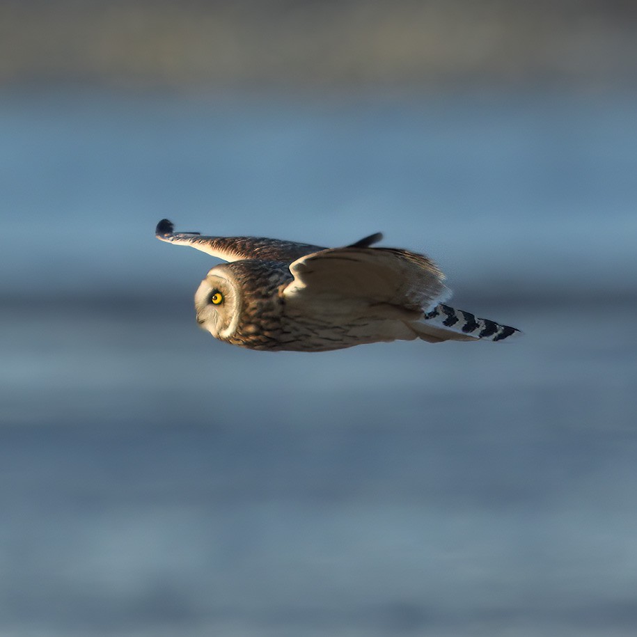 Short-eared Owl - ML536944921