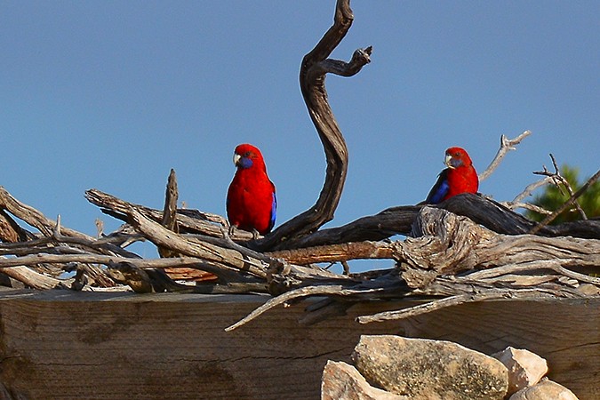 Crimson Rosella - ML536945461