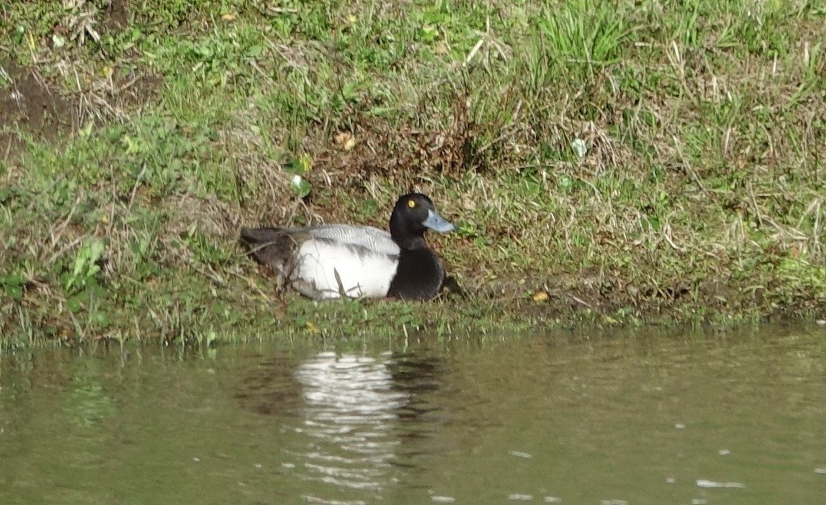 Greater Scaup - ML536949241