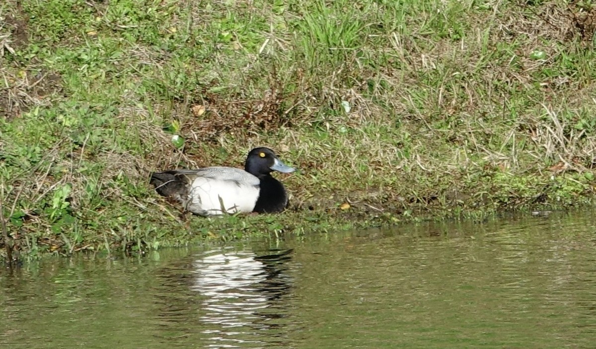 Greater Scaup - ML536949251