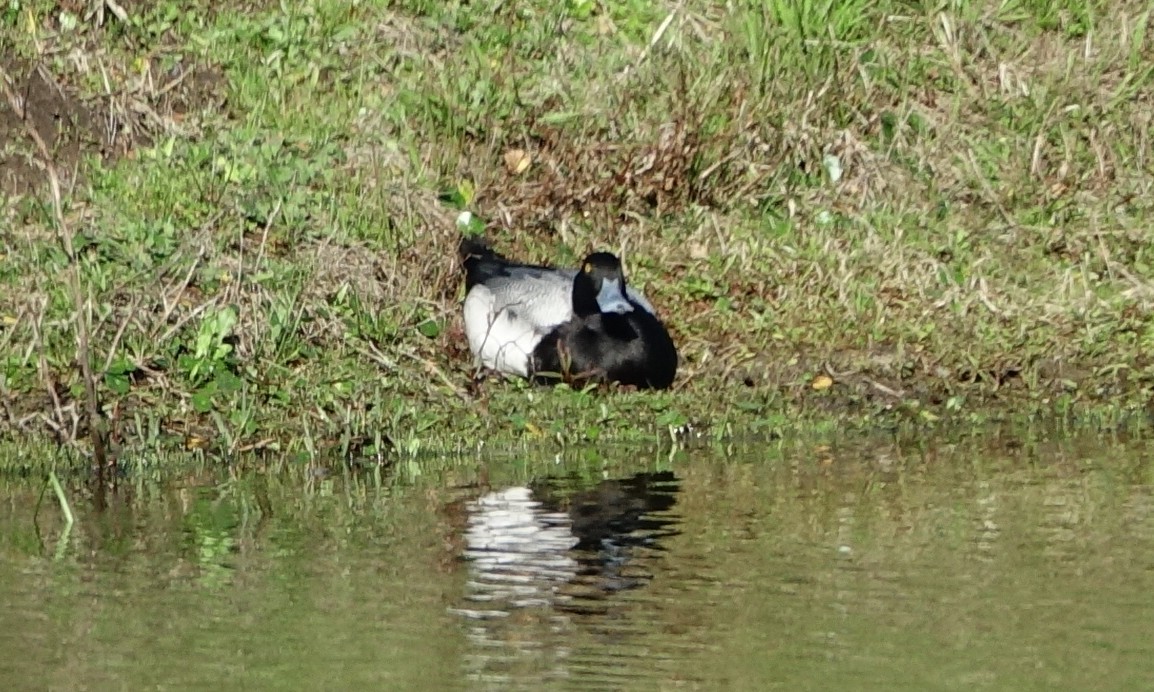 Greater Scaup - ML536949261