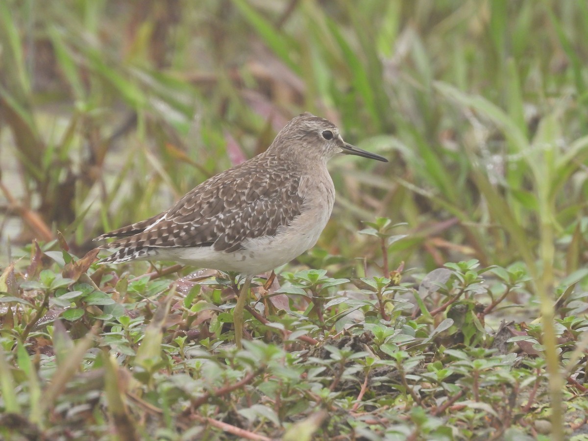 Wood Sandpiper - ML536949971