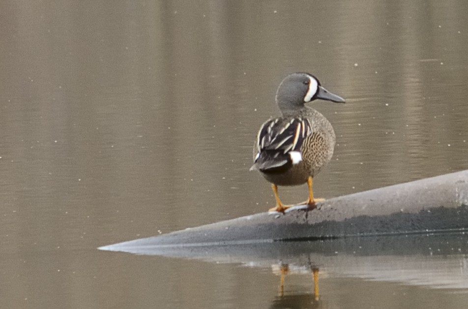 Blue-winged Teal - ML53695311