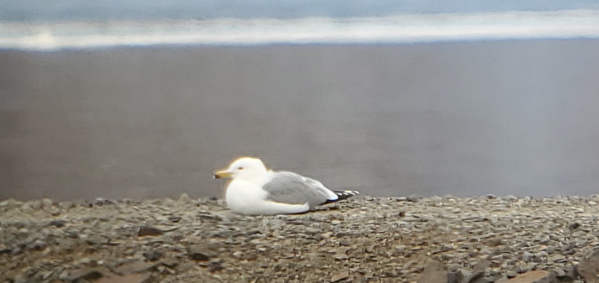 California Gull - ML536953191