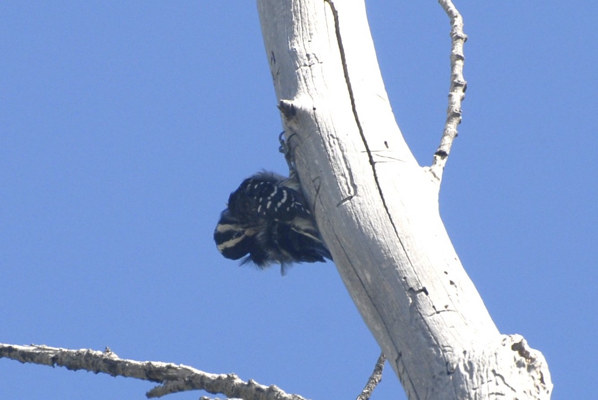 Hairy Woodpecker - ML536953381