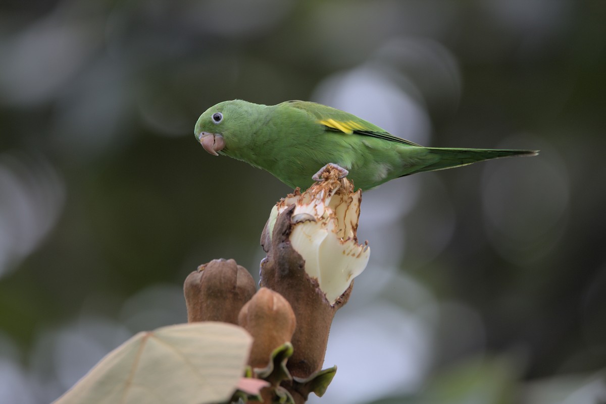 Yellow-chevroned Parakeet - ML536953451