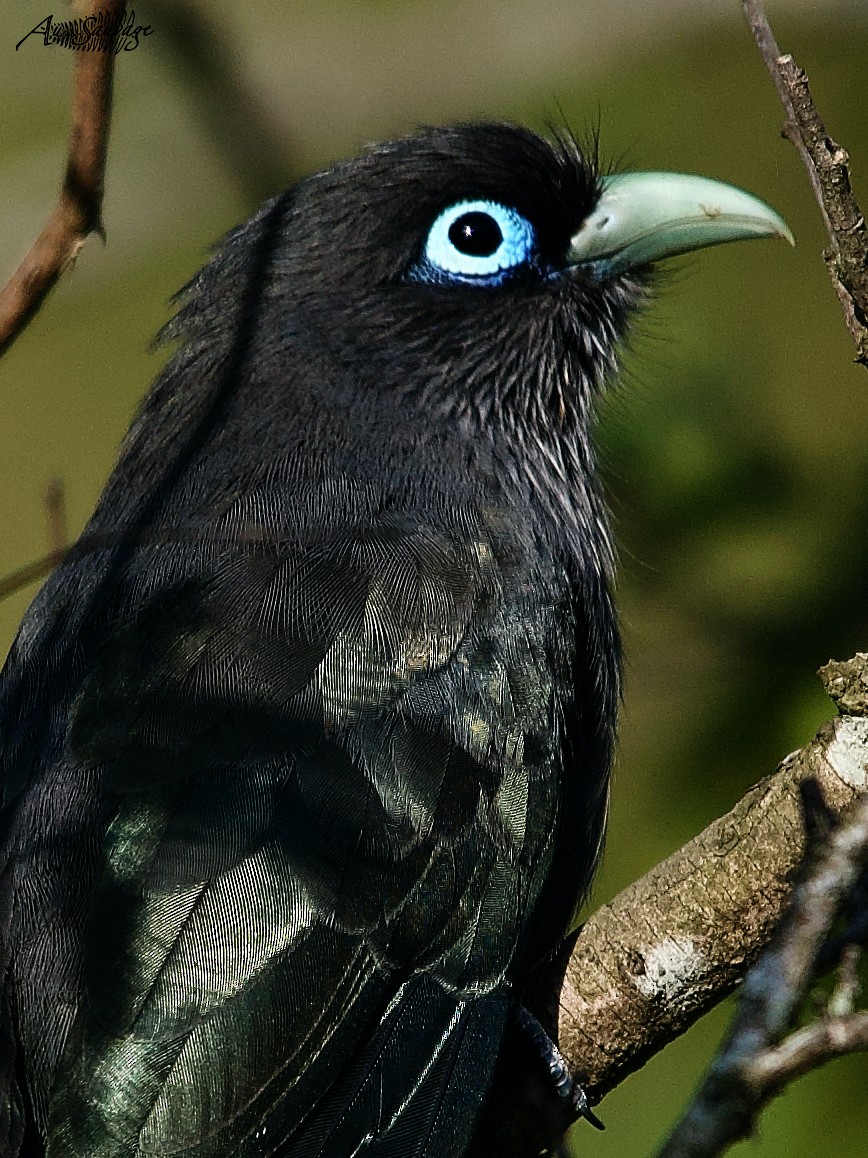 Blue-faced Malkoha - ML536956961