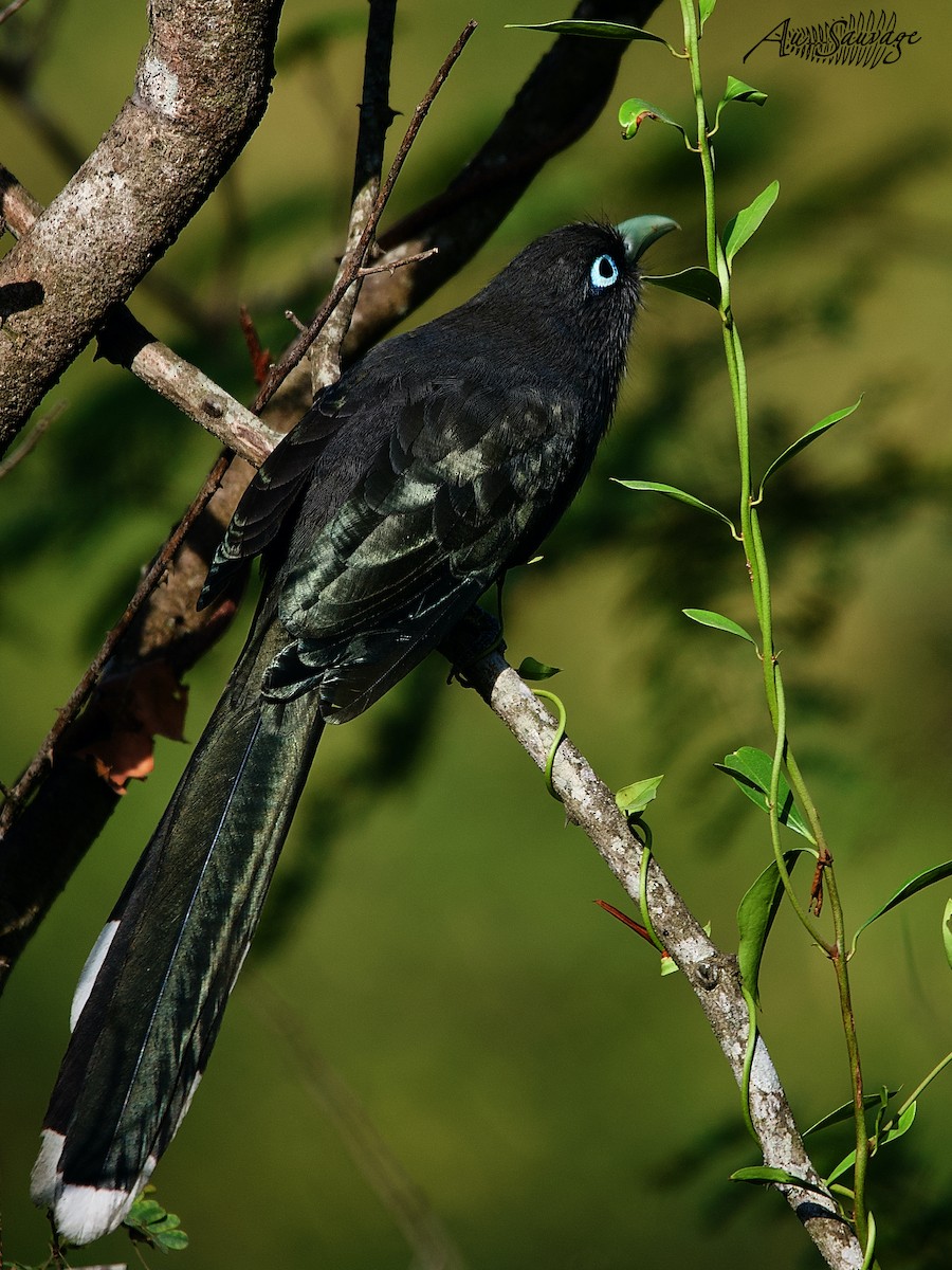 Blue-faced Malkoha - ML536956981