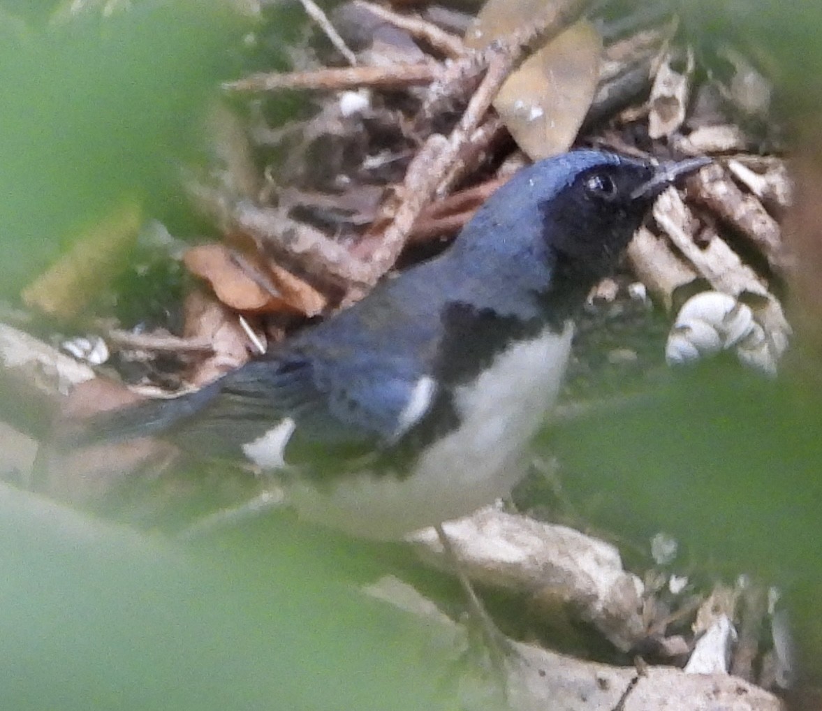 Black-throated Blue Warbler - ML536957471