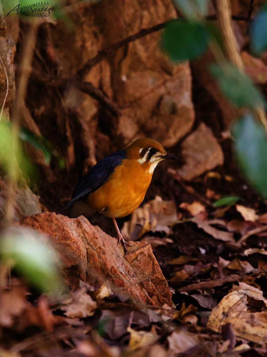 Orange-headed Thrush - ML536957651