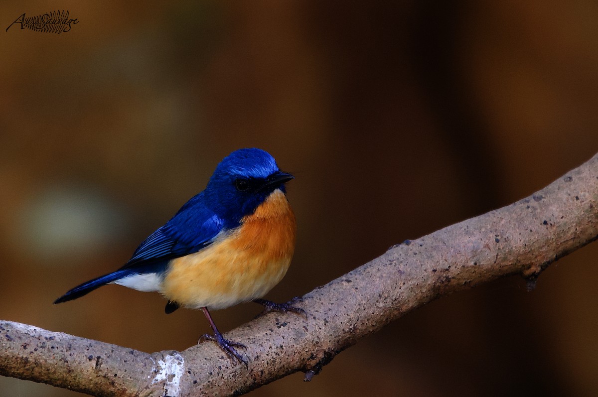 Tickell's Blue Flycatcher - ML536957911