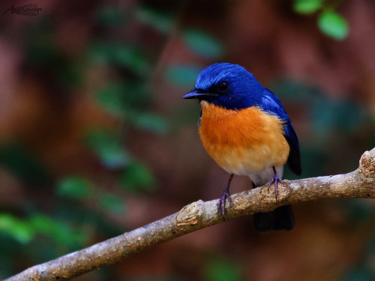 Tickell's Blue Flycatcher - ML536957921