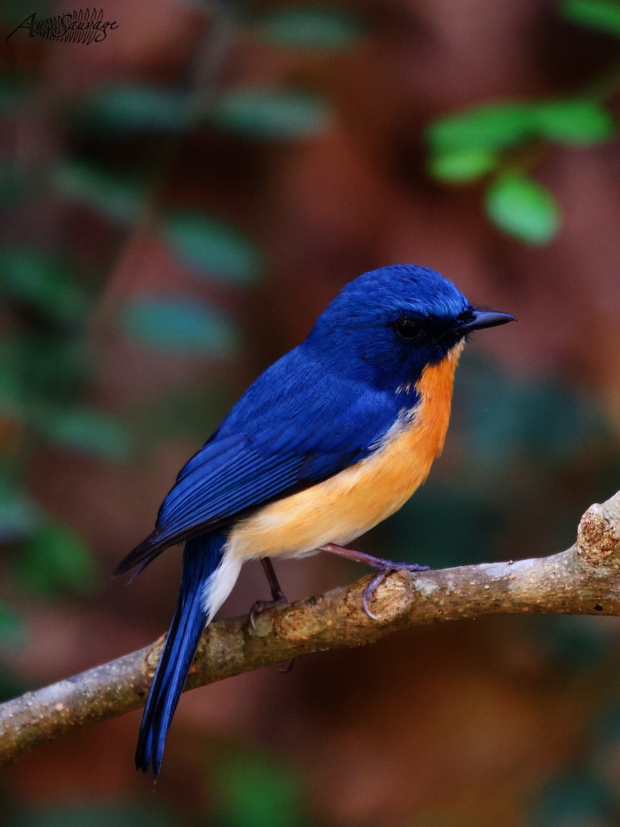 Tickell's Blue Flycatcher - ML536957951