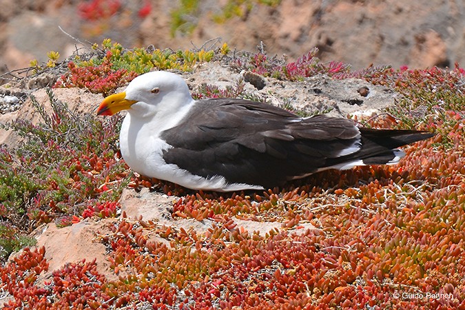 Pacific Gull - ML536959421