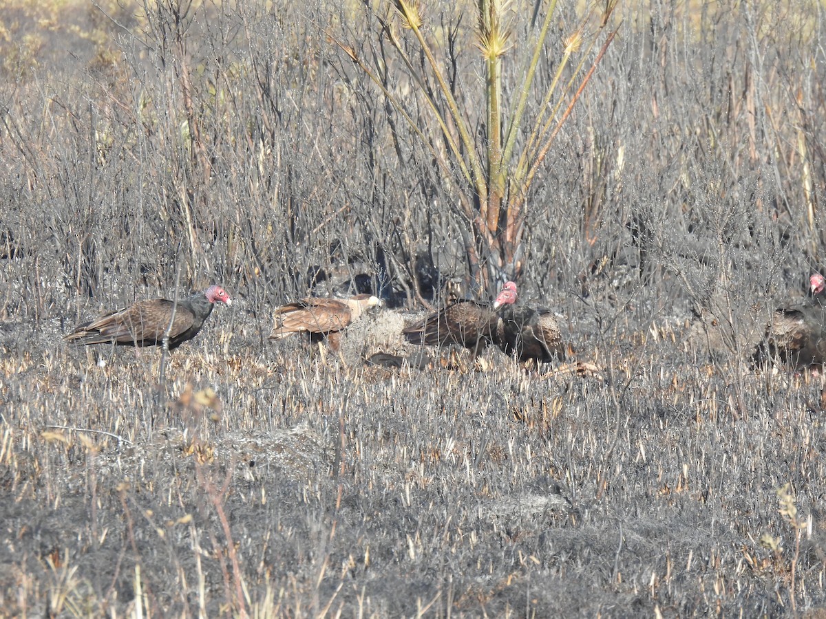 Turkey Vulture - ML536959641