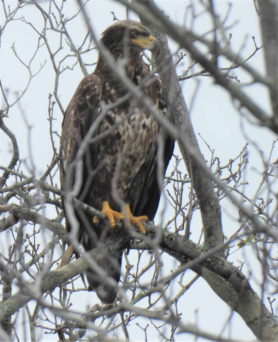 Bald Eagle - ML536959811