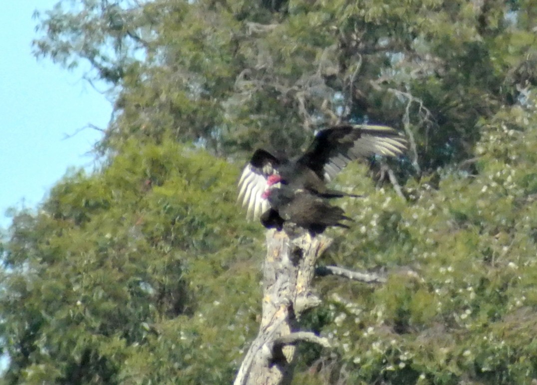 Turkey Vulture - a galvan