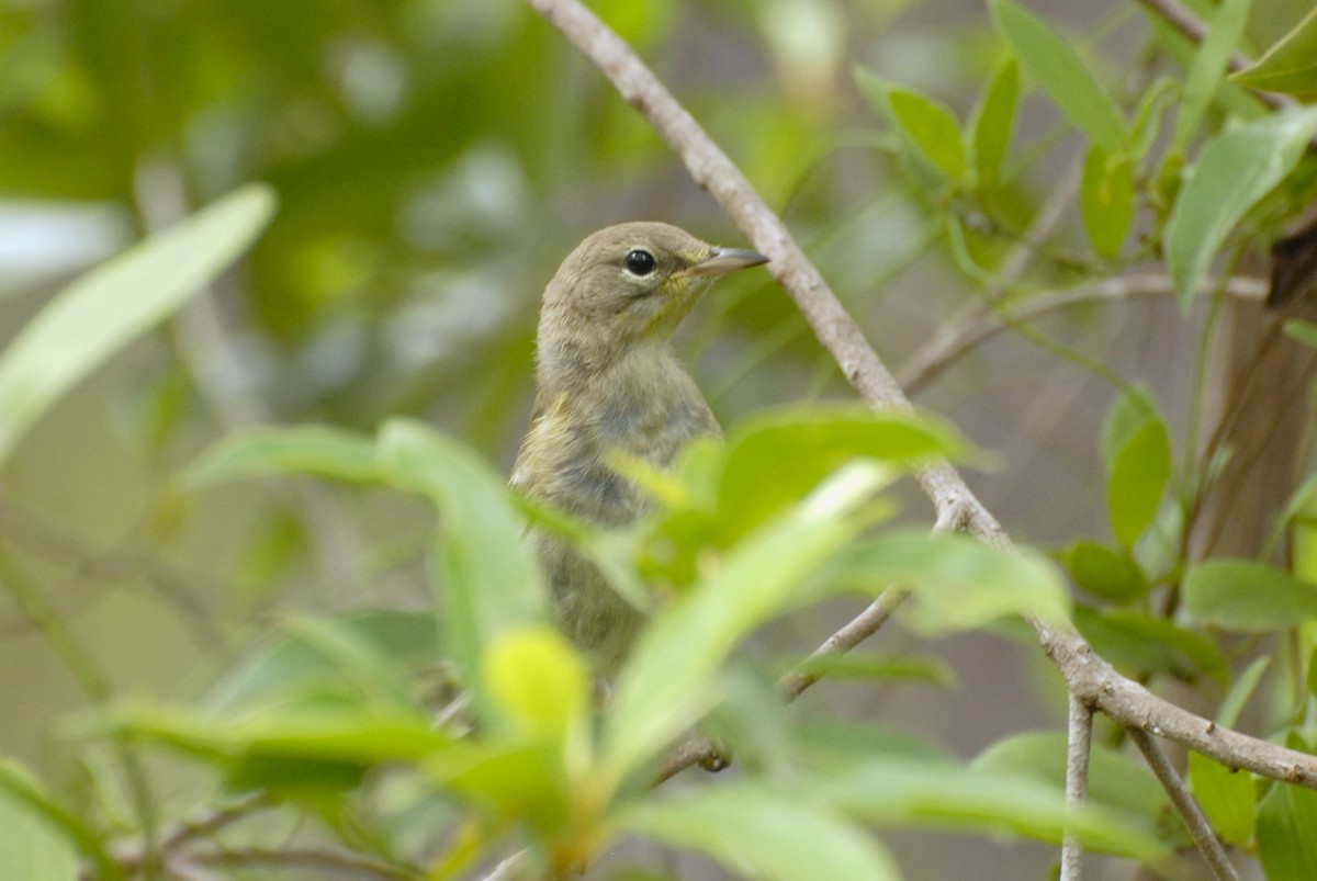 Pine Warbler - David Hollie