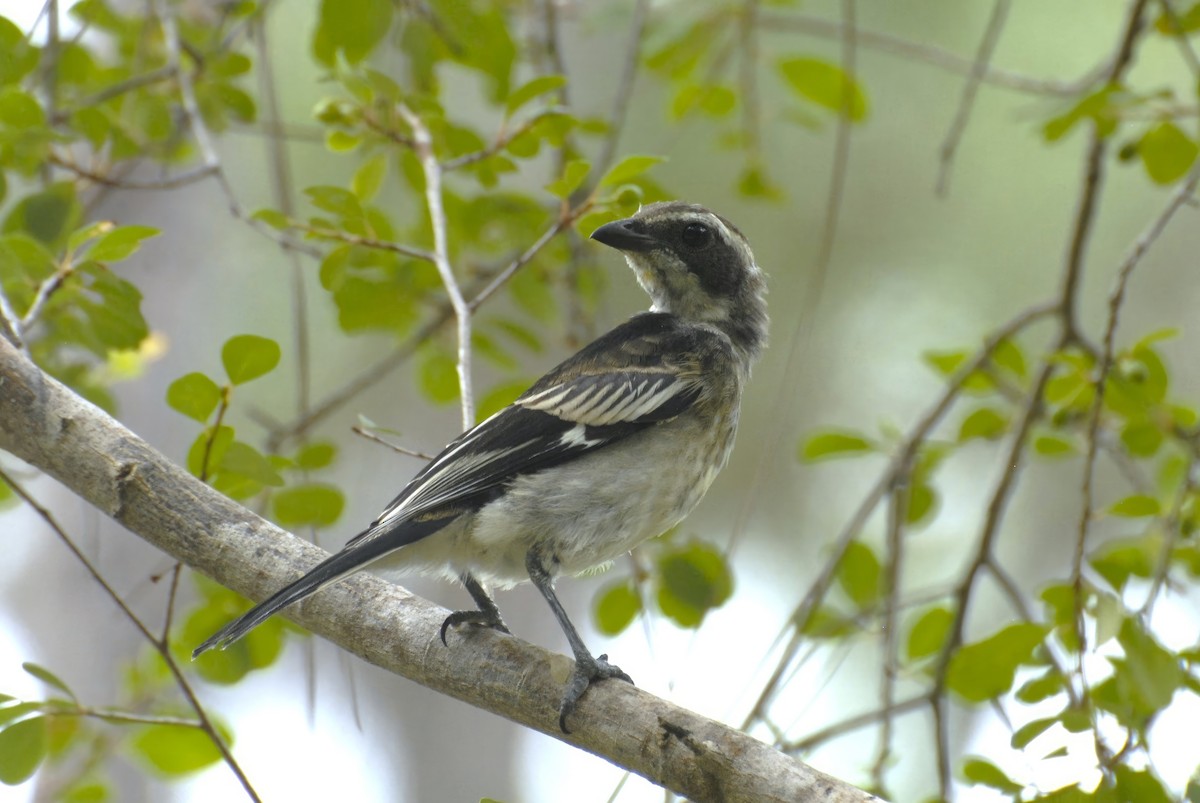 Western Spindalis (Bahamas Black-backed) - David Hollie