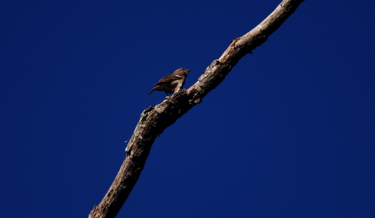 Yellow-throated Sparrow - ML536962011