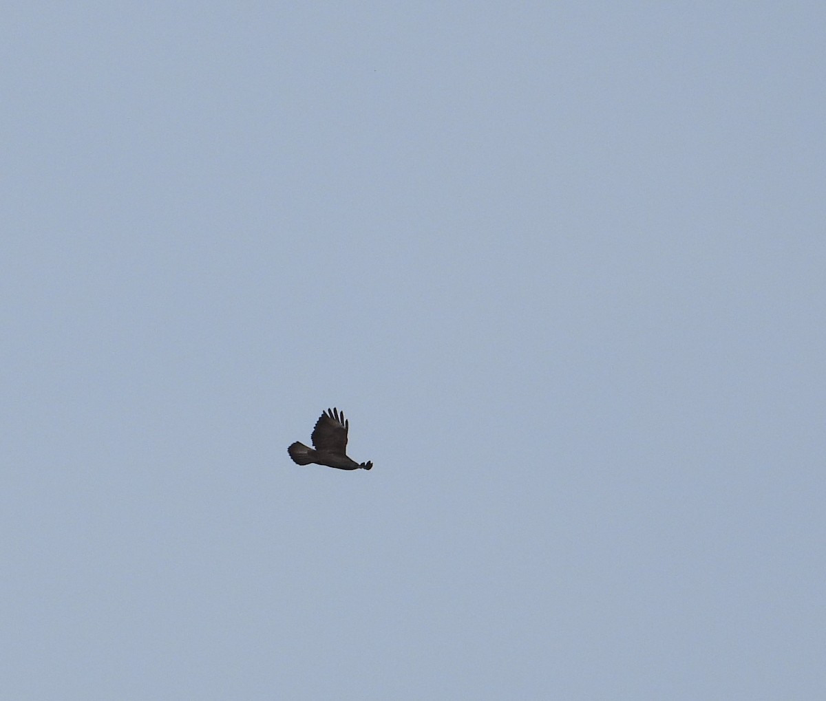 Common Buzzard - ML536965181