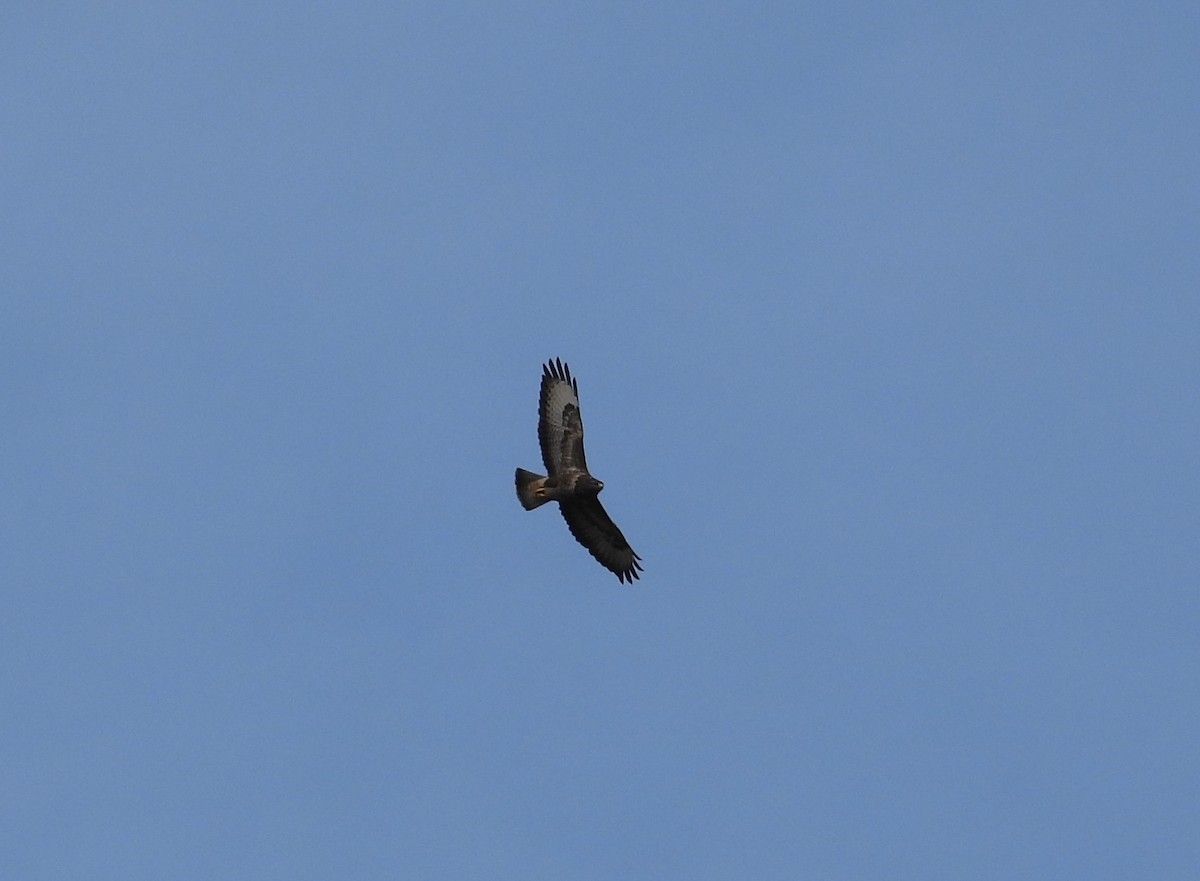 Common Buzzard - ML536965191