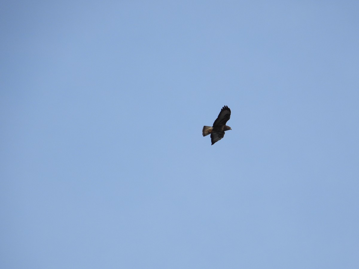 Common Buzzard - ML536965201