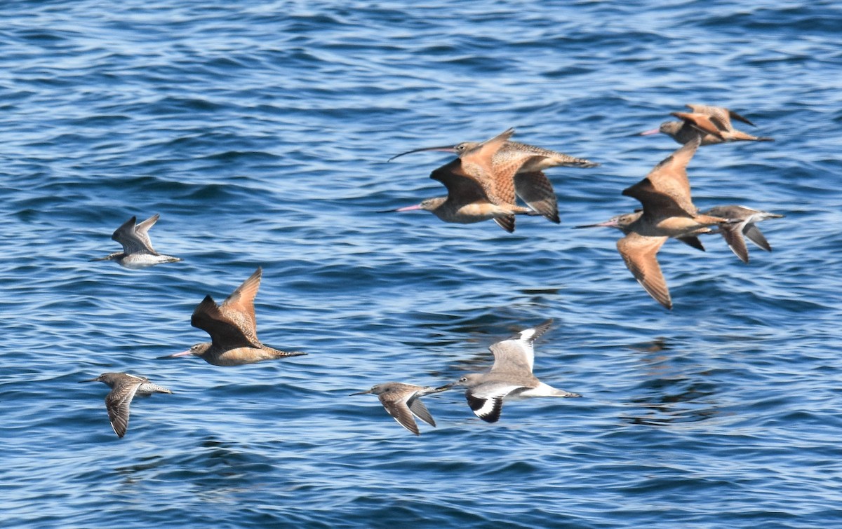 Marbled Godwit - ML536967231