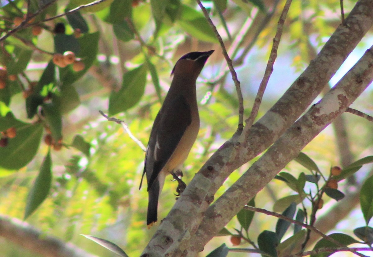 Cedar Waxwing - ML536968051