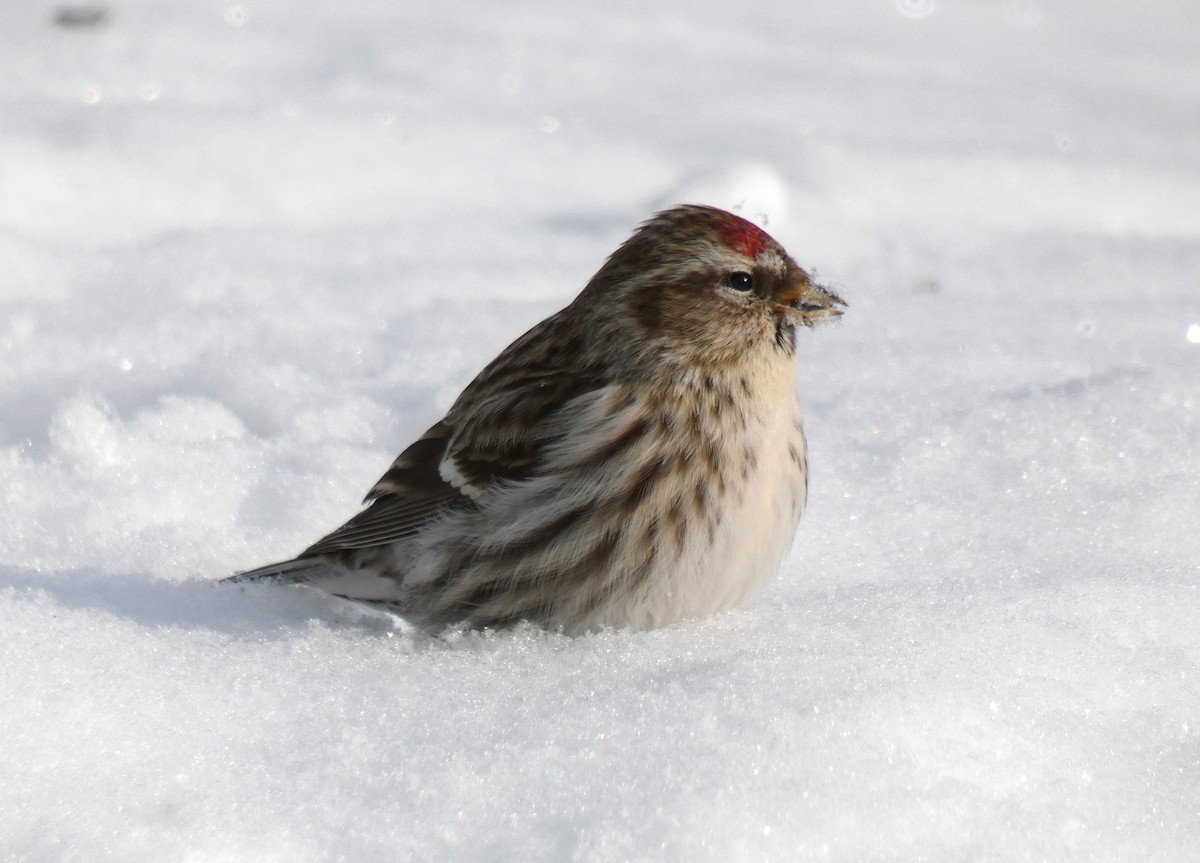 Common Redpoll - ML536968351