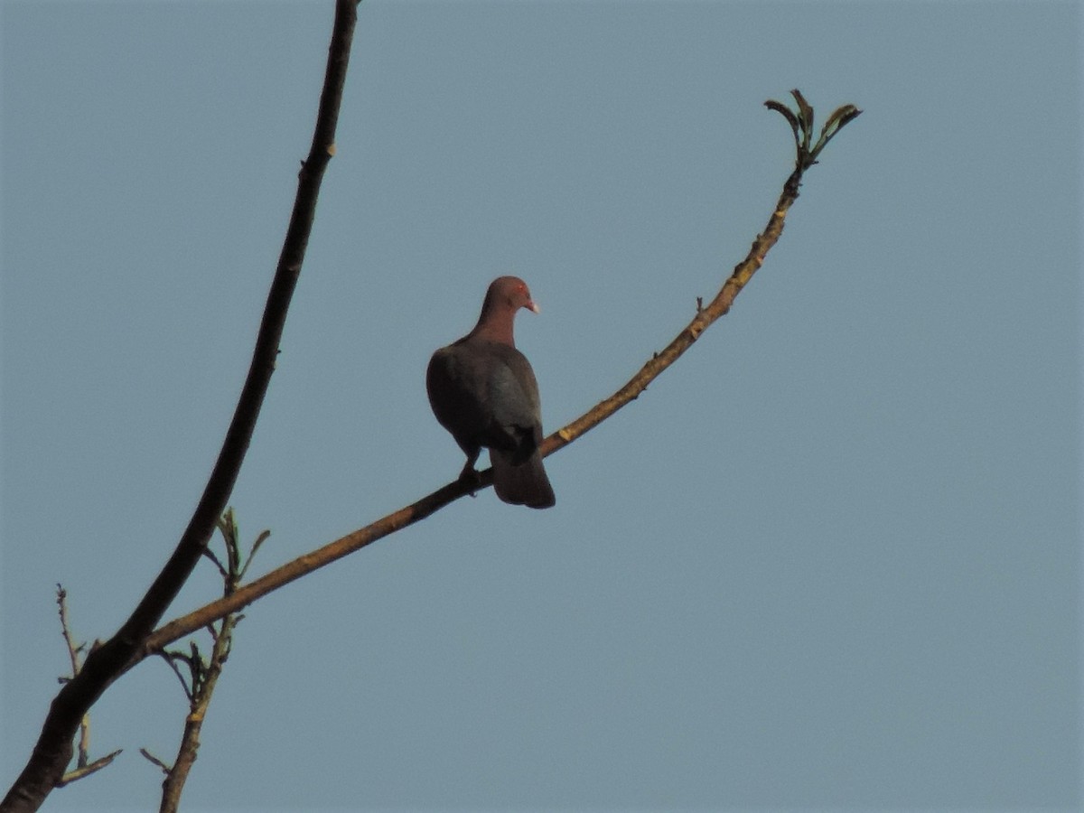 Red-billed Pigeon - ML53696911