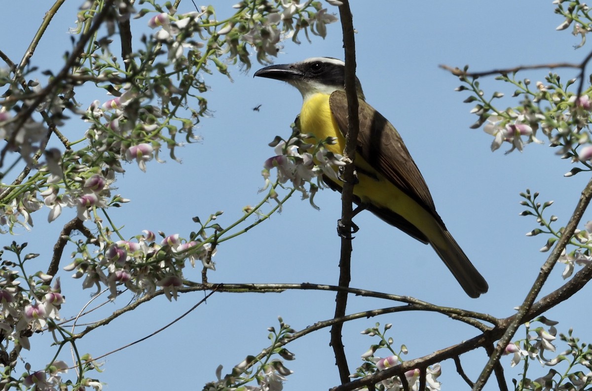 Boat-billed Flycatcher - Sherry Lane