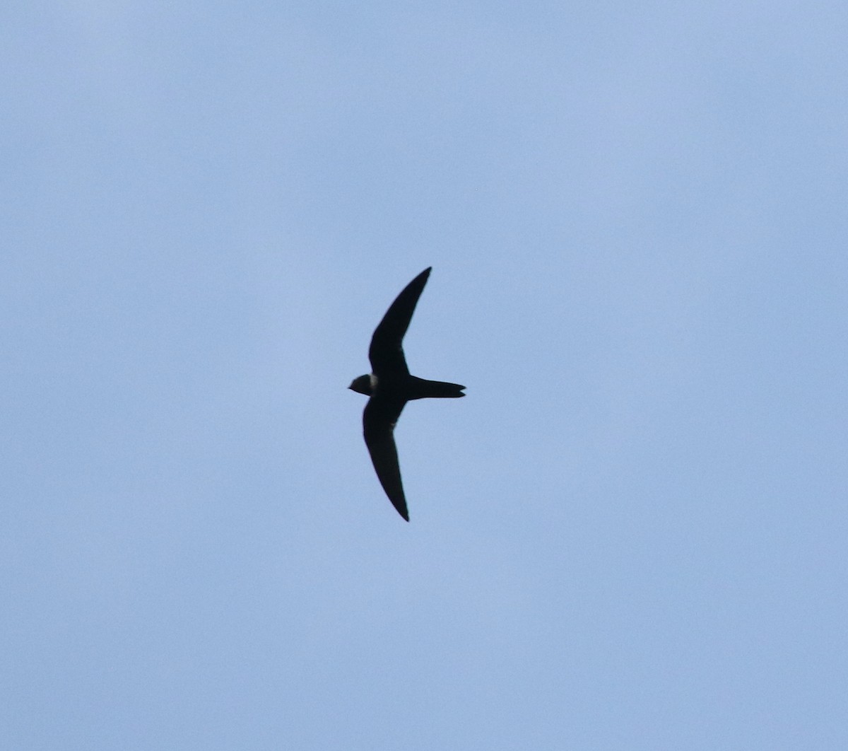 White-collared Swift - Andrew Vallely