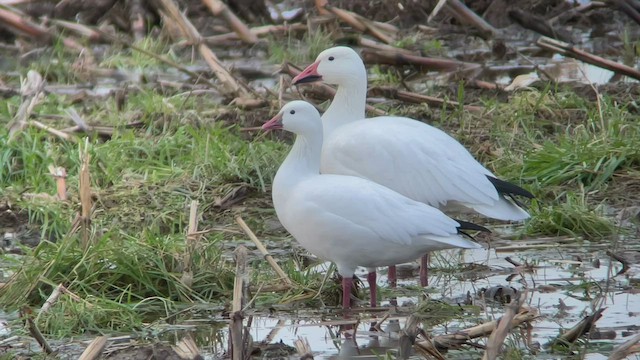 Ross's Goose - ML536970461