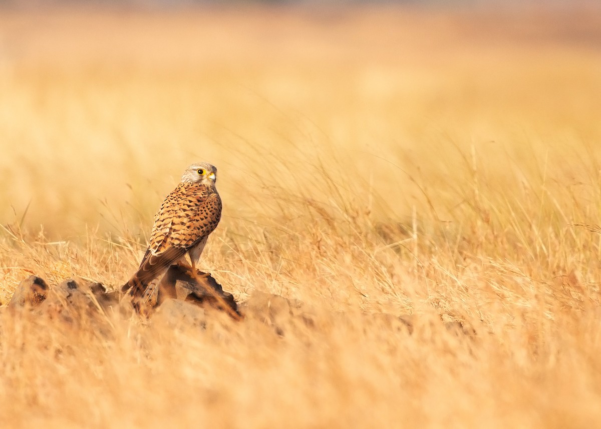 Turmfalke - ML536971251