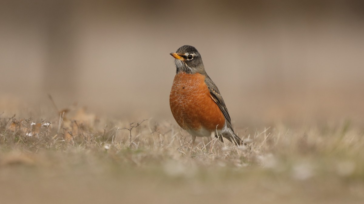 American Robin - ML536971311