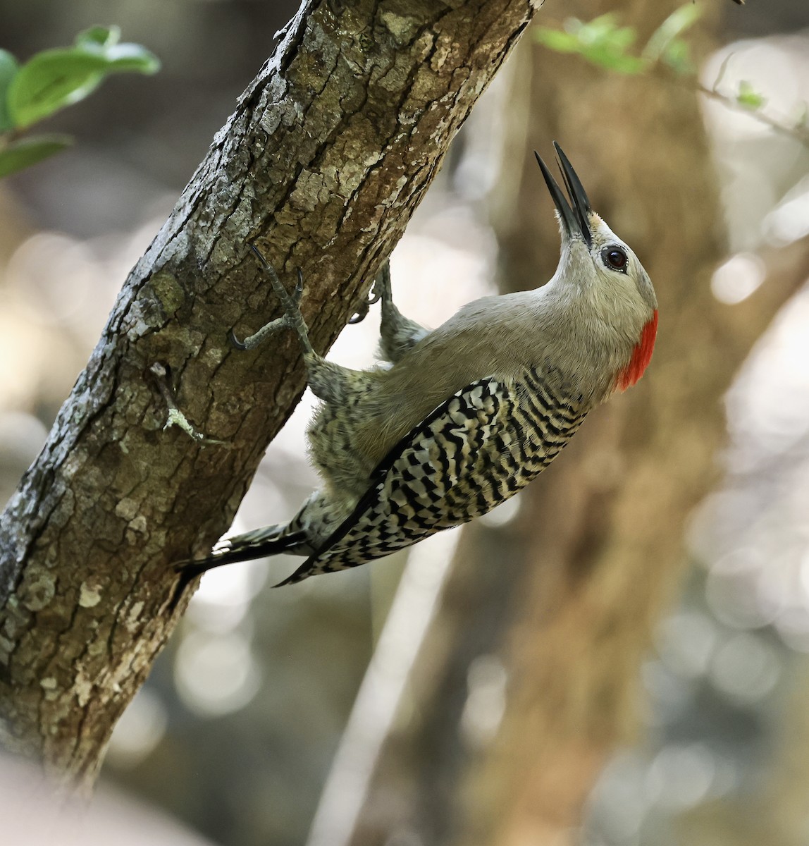 West Indian Woodpecker - ML536972161